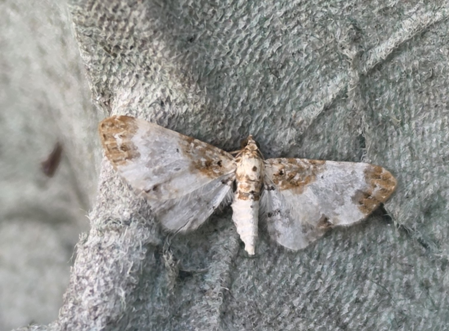Photo of Rusty-shouldered Pug (Eupithecia breviculata)